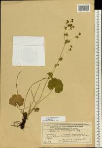 Alchemilla lindbergiana Juz., Eastern Europe, Volga-Kama region (E7) (Russia)