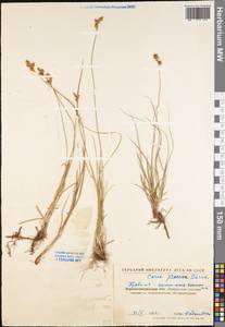 Carex praecox Schreb., Eastern Europe, North Ukrainian region (E11) (Ukraine)
