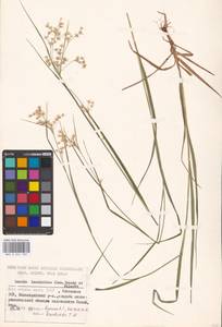 Luzula luzuloides (Lam.) Dandy & E.Willm., Eastern Europe, Estonia (E2c) (Estonia)