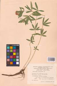 Trifolium lupinaster L., Eastern Europe, Eastern region (E10) (Russia)