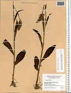 Dactylorhiza maculata subsp. fuchsii (Druce) Hyl., Eastern Europe, West Ukrainian region (E13) (Ukraine)