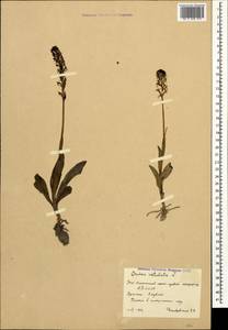 Neotinea ustulata (L.) R.M.Bateman, Pridgeon & M.W.Chase, Caucasus, South Ossetia (K4b) (South Ossetia)