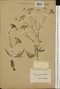 Falcaria vulgaris Bernh., Eastern Europe, South Ukrainian region (E12) (Ukraine)