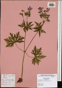 Geranium pratense L., Eastern Europe, Central region (E4) (Russia)