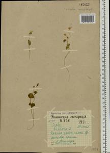 Viola biflora L., Eastern Europe, Northern region (E1) (Russia)