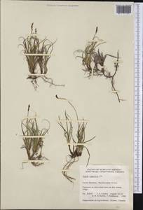 Carex rupestris All., America (AMER) (Canada)