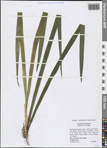 Aspidistra cylindrica Vislobokov & Nuraliev, South Asia, South Asia (Asia outside ex-Soviet states and Mongolia) (ASIA) (Vietnam)