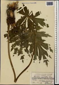 Heracleum aconitifolium Woronow, Caucasus, Stavropol Krai, Karachay-Cherkessia & Kabardino-Balkaria (K1b) (Russia)