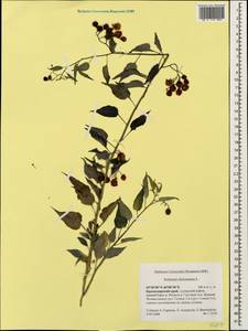 Solanum dulcamara L., Caucasus, Krasnodar Krai & Adygea (K1a) (Russia)