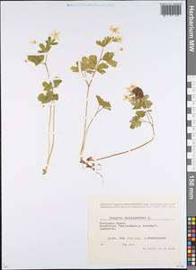 Isopyrum thalictroides L., Eastern Europe, Belarus (E3a) (Belarus)