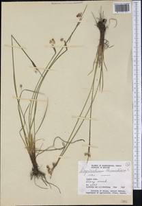 Sisyrinchium bermudiana L. , nom. cons., America (AMER) (Canada)