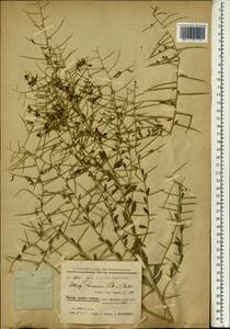 Alhagi pseudalhagi subsp. persarum (Boiss. & Buhse) Takht., South Asia, South Asia (Asia outside ex-Soviet states and Mongolia) (ASIA) (Iran)