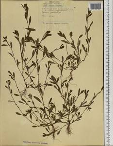 Polygonum aviculare L., Siberia, Russian Far East (S6) (Russia)