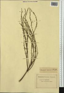 Thymelaea passerina (L.) Coss. & Germ., Western Europe (EUR) (Not classified)