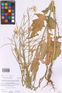 Brassica napus L., Eastern Europe, Moscow region (E4a) (Russia)
