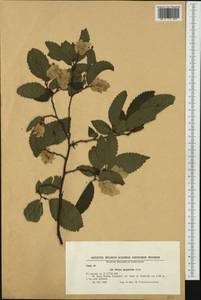 Ostrya carpinifolia Scop., Western Europe (EUR) (Bulgaria)