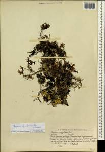 Thymus glabricaulis Klokov, Siberia, Western Siberia (S1) (Russia)