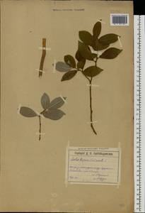 Salix caprea × aurita, Eastern Europe, Moscow region (E4a) (Russia)