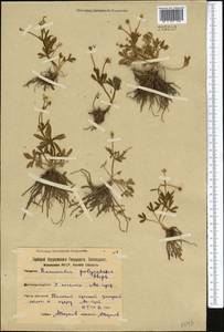 Ranunculus demissus DC., Middle Asia, Northern & Central Kazakhstan (M10) (Kazakhstan)