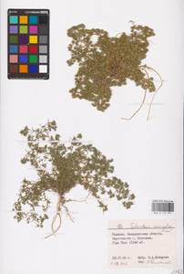 Scleranthus uncinatus Schur, Eastern Europe, West Ukrainian region (E13) (Ukraine)