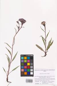 Saussurea tilesii (Ledeb.) Ledeb., Eastern Europe, Northern region (E1) (Russia)