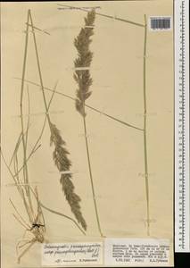 Calamagrostis pseudophragmites (Haller f.) Koeler, Mongolia (MONG) (Mongolia)
