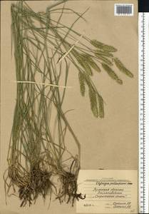 Agropyron cristatum (L.) Gaertn., Eastern Europe, North Ukrainian region (E11) (Ukraine)