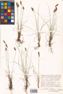 Carex stenophylla Wahlenb., Eastern Europe, Lower Volga region (E9) (Russia)