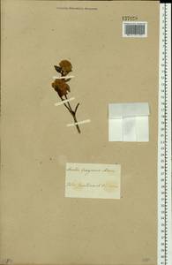 Rhododendron adamsii Rehder, Siberia, Yakutia (S5) (Russia)