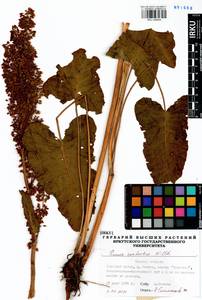 Rumex confertus Willd., Siberia, Western Siberia (S1) (Russia)