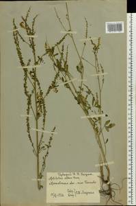 Melilotus albus Medik., Eastern Europe, Moscow region (E4a) (Russia)