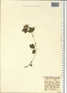 Argyrolobium biebersteinii P.W.Ball, Caucasus, Abkhazia (K4a) (Abkhazia)
