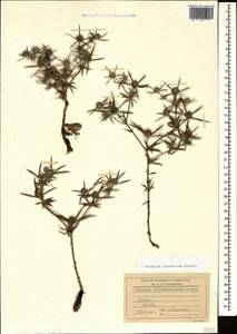 Eryngium caucasicum Trautv., Caucasus, Abkhazia (K4a) (Abkhazia)
