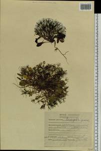 Askellia pygmaea (Ledeb.) Sennikov, Siberia, Yakutia (S5) (Russia)