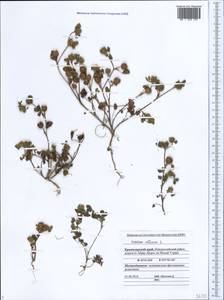 Trifolium retusum L., Caucasus, Black Sea Shore (from Novorossiysk to Adler) (K3) (Russia)