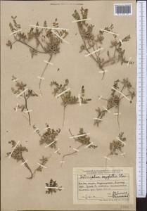 Astragalus oxyglottis Stev. ex M. Bieb., Middle Asia, Dzungarian Alatau & Tarbagatai (M5) (Kazakhstan)