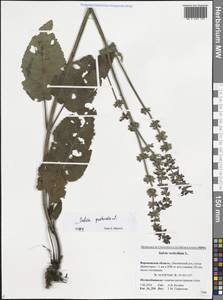Salvia pratensis L., Eastern Europe, Central forest-and-steppe region (E6) (Russia)