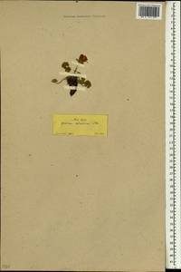 Geranium subcaulescens L'Hér. ex DC., South Asia, South Asia (Asia outside ex-Soviet states and Mongolia) (ASIA) (Turkey)