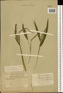 Echinochloa crus-galli (L.) P.Beauv., Eastern Europe, North-Western region (E2) (Russia)