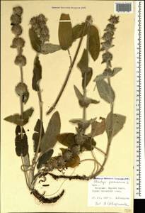 Stachys germanica L., Crimea (KRYM) (Russia)