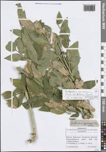 Dictamnus albus var. caucasicus (Fisch. & C.A.Mey.) Rouy & Foucaud, Eastern Europe, Middle Volga region (E8) (Russia)