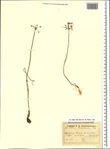 Allium flavum subsp. tauricum (Besser ex Rchb.) K.Richt., Caucasus, Stavropol Krai, Karachay-Cherkessia & Kabardino-Balkaria (K1b) (Russia)