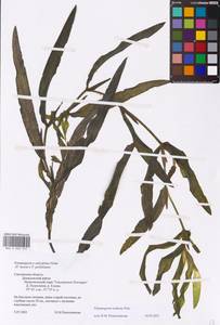 Potamogeton nodosus Poir., Eastern Europe, Western region (E3) (Russia)