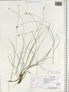 Carex tenuiflora Wahlenb., Eastern Europe, North-Western region (E2) (Russia)