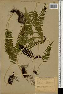 Polypodium vulgare L., Caucasus, Stavropol Krai, Karachay-Cherkessia & Kabardino-Balkaria (K1b) (Russia)