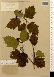 Torminalis glaberrima (Gand.) Sennikov & Kurtto, Caucasus, Krasnodar Krai & Adygea (K1a) (Russia)