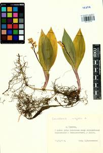 Convallaria majalis L., Siberia, Baikal & Transbaikal region (S4) (Russia)