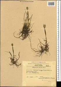 Alopecurus aucheri Boiss., Caucasus, Armenia (K5) (Armenia)
