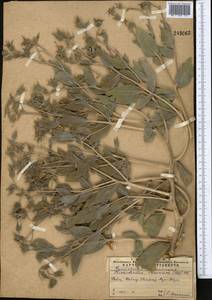 Trichodesma incanum Bunge, Middle Asia, Western Tian Shan & Karatau (M3) (Kazakhstan)