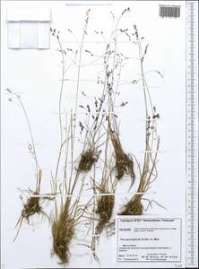 Poa paucispicula Scribn. & Merr., Siberia, Central Siberia (S3) (Russia)